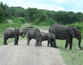 Elephants - Murchison Falls National Park