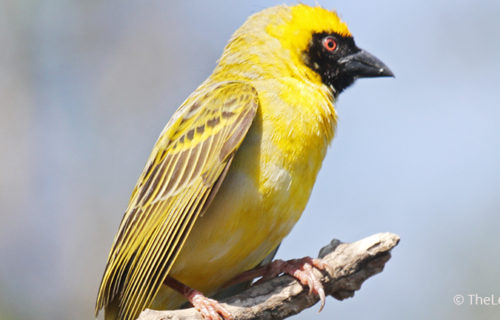 Fox's Weaver, one of the endangered bird species found in North Eastern Uganda.