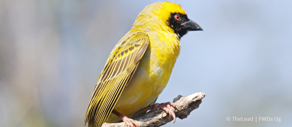 Fox's Weaver, one of the endangered bird species found in North Eastern Uganda.