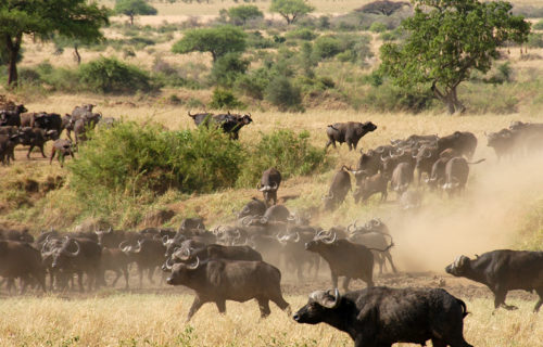 A herd of buffaloes in Kidepo Valley National Park, in North Eastern Uganda.
