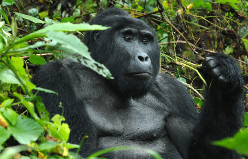 An image of a mountain gorilla in Uganda