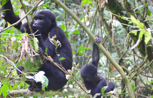 An adult mountain gorillas and a young one in search for food for the day in Uganda.