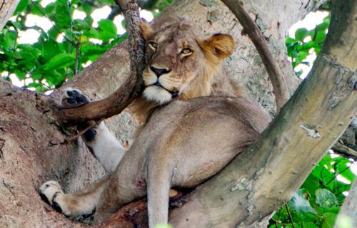 One of the tree climbing lions found in Ishasha region of Queen Elizabeth National Park in Western Uganda.