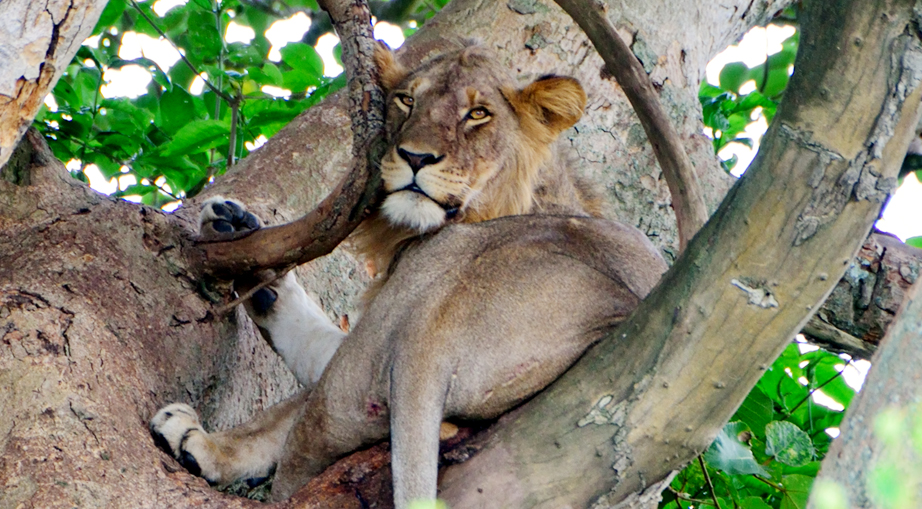 One of the tree climbing lions found in Ishasha region of Queen Elizabeth National Park in Western Uganda.
