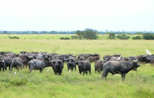 A herd of buffaloes in Queen Elizabeth National Park.