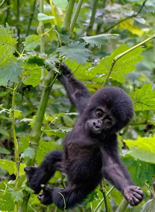 6 Days Uganda Chimps & Gorilla Safari