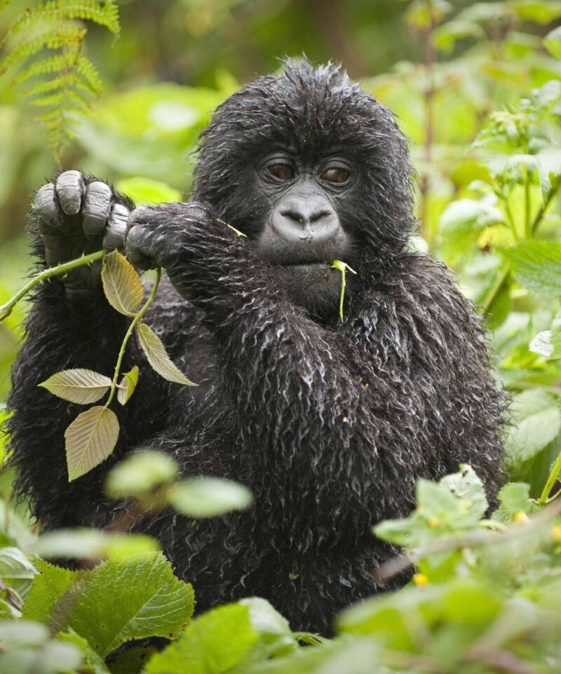 Rwanda Safaris