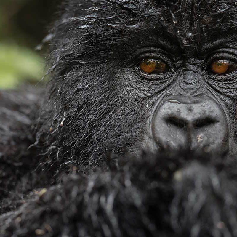 Rwanda gorilla