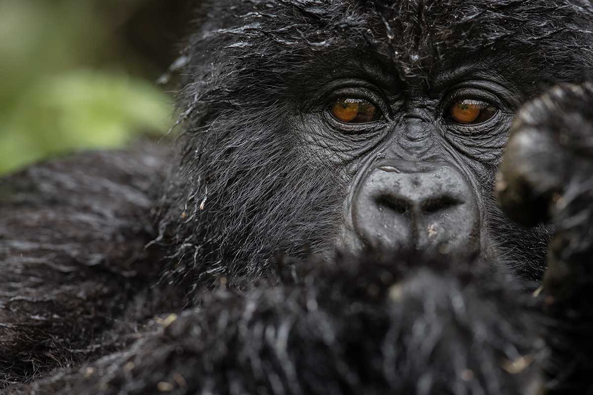 Rwanda gorilla