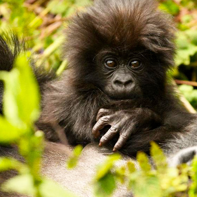 bwindi impenetrable forest national park
