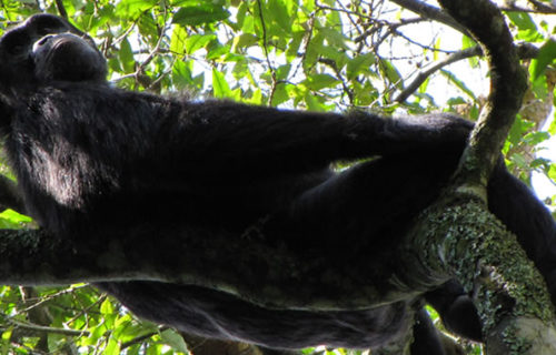 Chimpanzee Tracking in Uganda