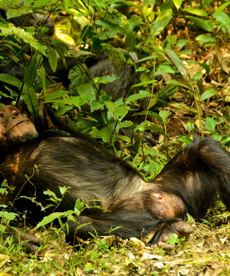 chimps