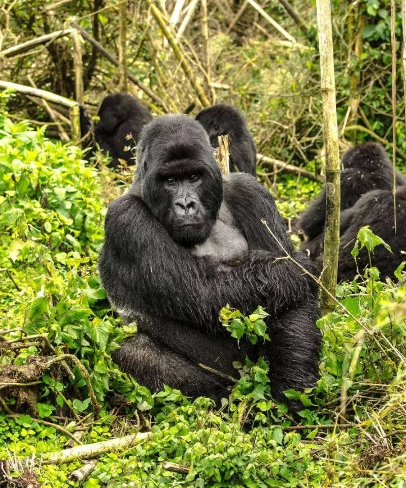gorilla-trekking-in-rwanda