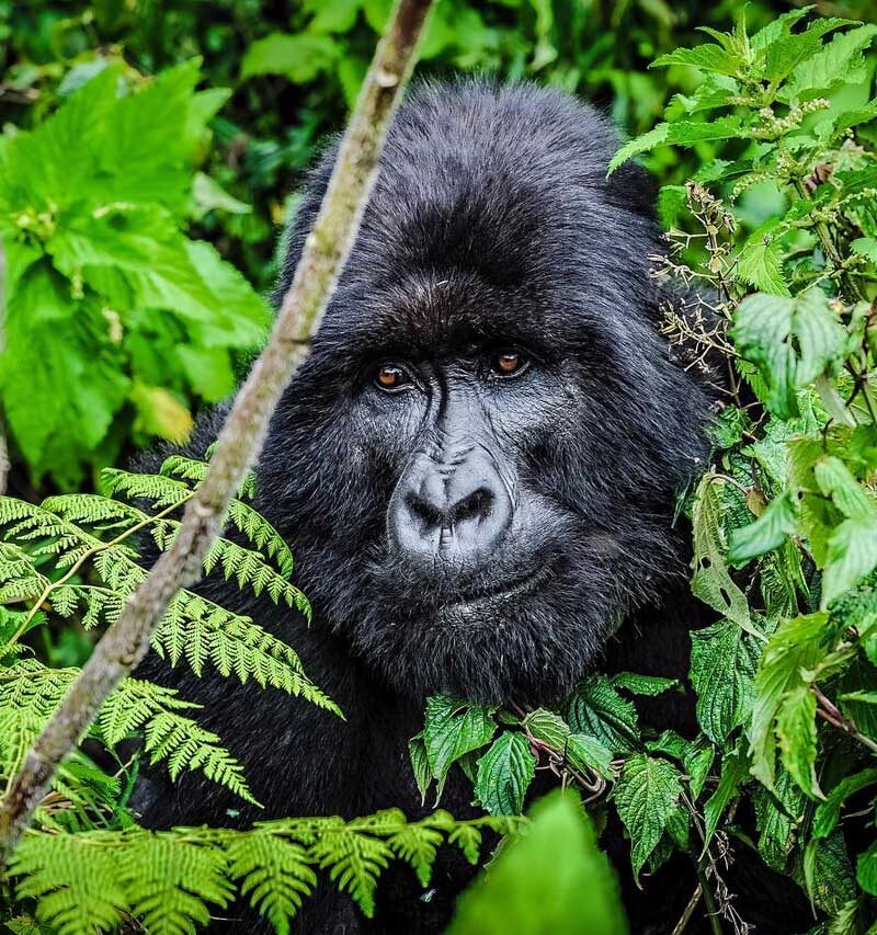 rwanda gorilla safari