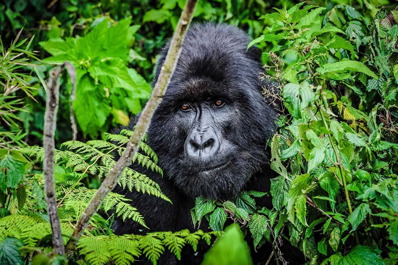 rwanda gorilla safari