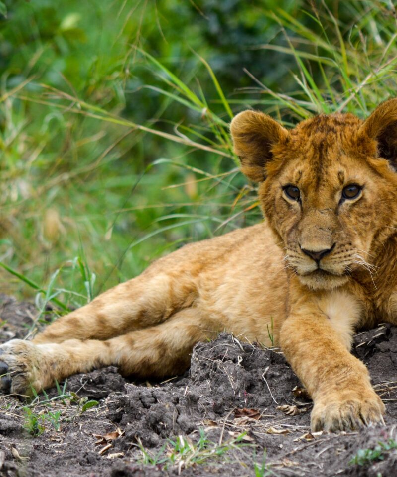 Kenyas-Finest-Safari-Parks