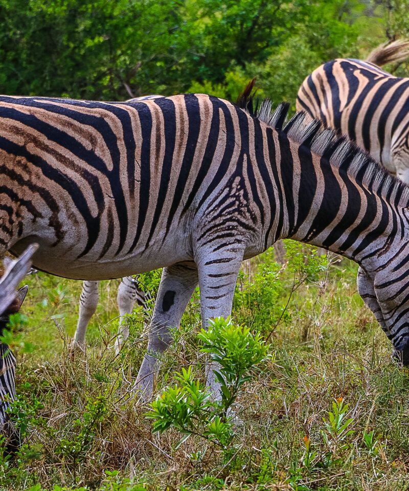 zebra