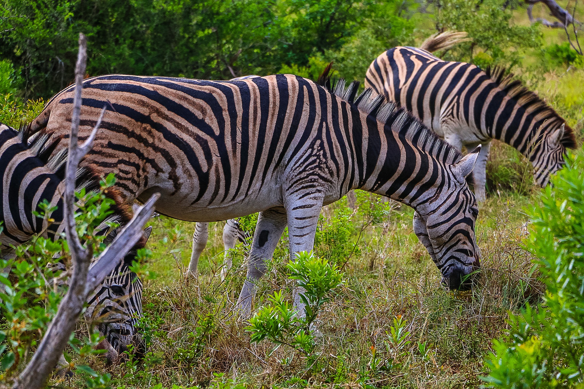 zebra