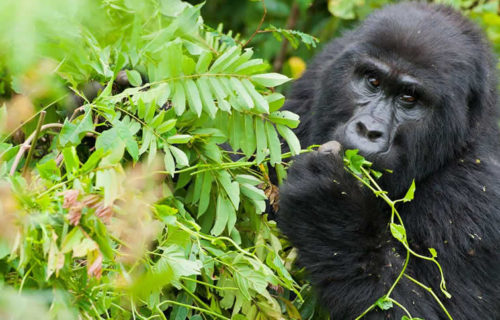 5 Days Rwanda Gorillas & Chimps Tour