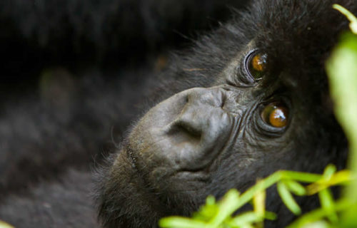 2 Days Rwanda Gorilla Tour