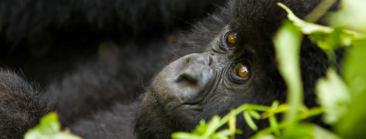 2 Days Rwanda Gorilla Tour