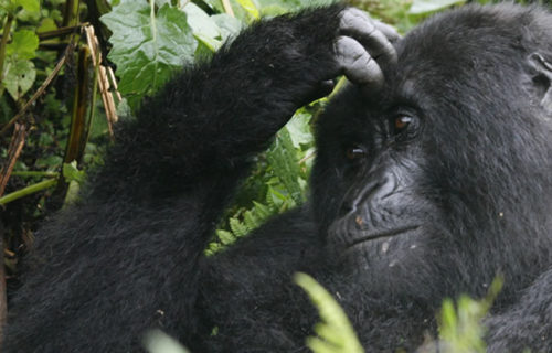 Mountain Gorillas