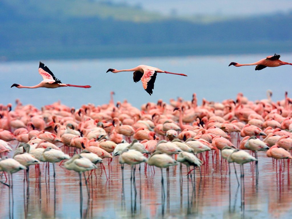 2 Days Lake Nakuru Safari