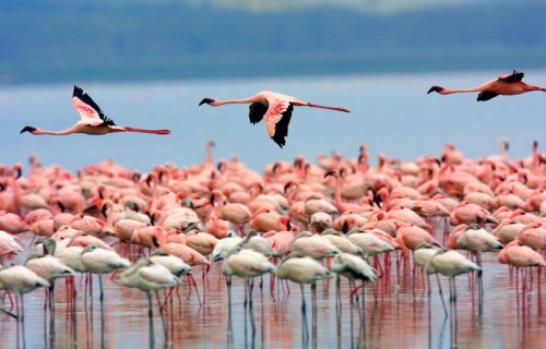 2 Days Lake Nakuru Safari