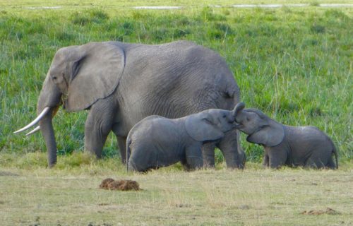 3 Days Amboseli Wildlife Safari