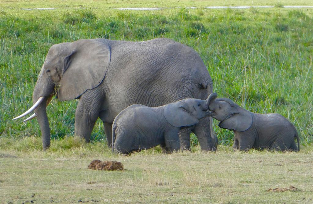 3 Days Amboseli Wildlife Safari