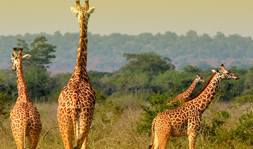 Safest Travel Destinations While On Safari in East Africa