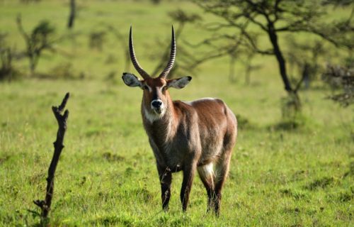 13 Days Best Of Kenya Safari
