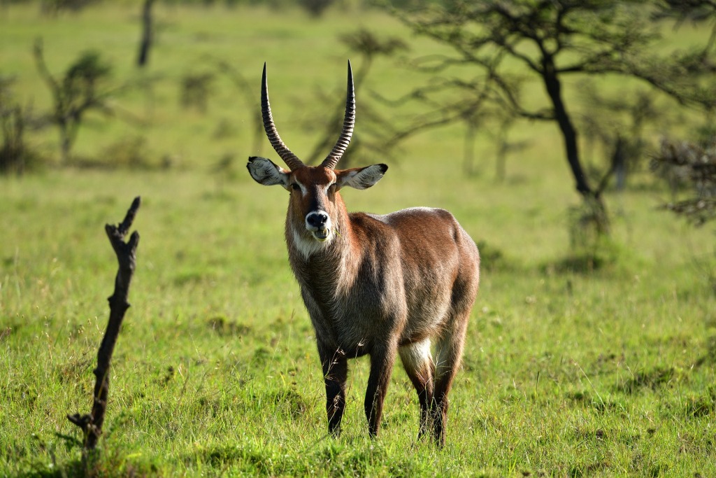 13 Days Best Of Kenya Safari