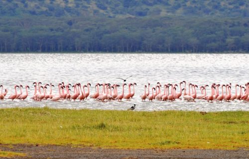 5 Days Amboseli Nakuru & Masai Mara Safari