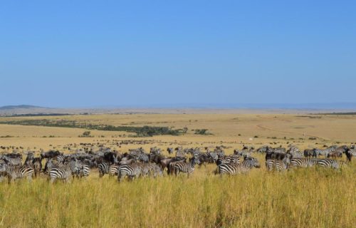 3 Days Masai Mara Wildlife Safari