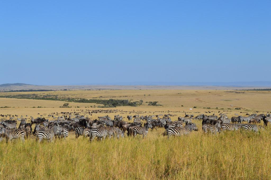 3 Days Masai Mara Wildlife Safari