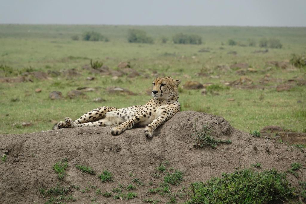 14 Days Kenya Wildlife Safari