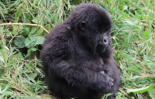 8 Days Rwanda Gorillas & Chimps Safari