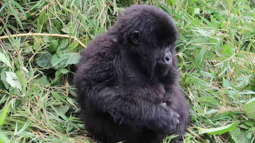 8 Days Rwanda Gorillas & Chimps Safari