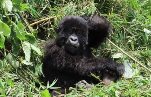 5 Days Rwanda Gorillas & Chimps Tour