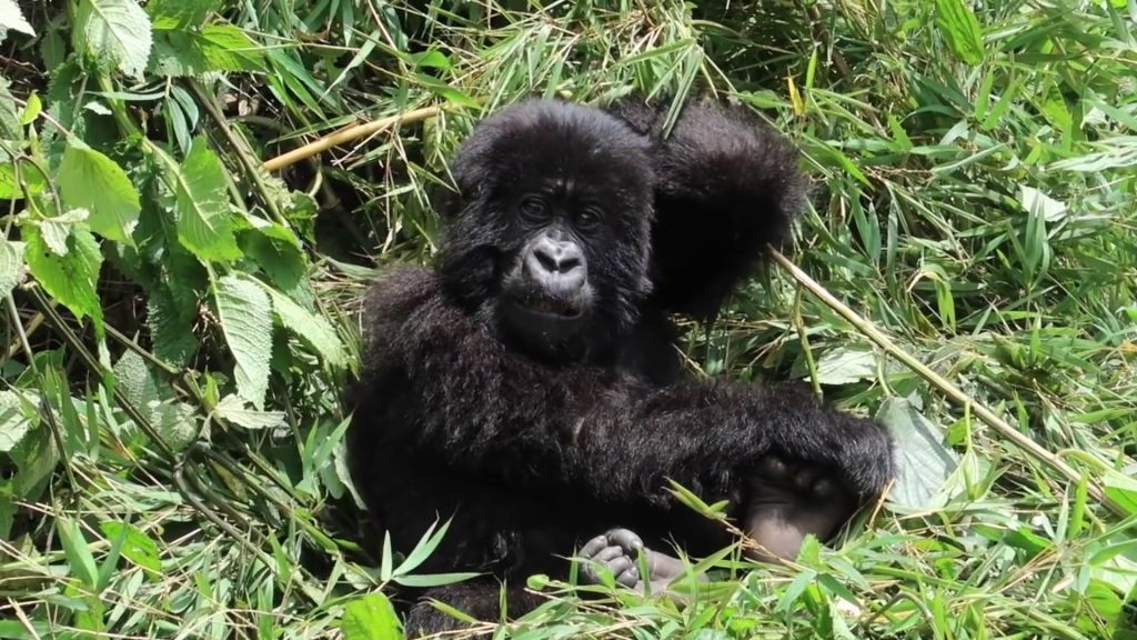 5 Days Rwanda Gorillas & Chimps Tour
