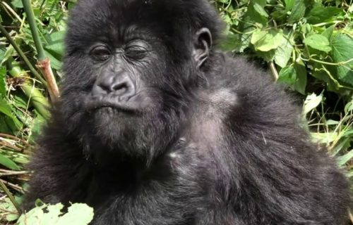 4 Days Rwanda Gorilla Safari