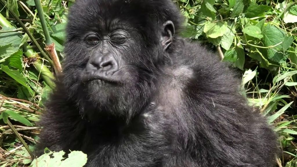 4 Days Rwanda Gorilla Safari