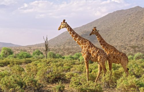 7 Days Wildlife Safari Kenya