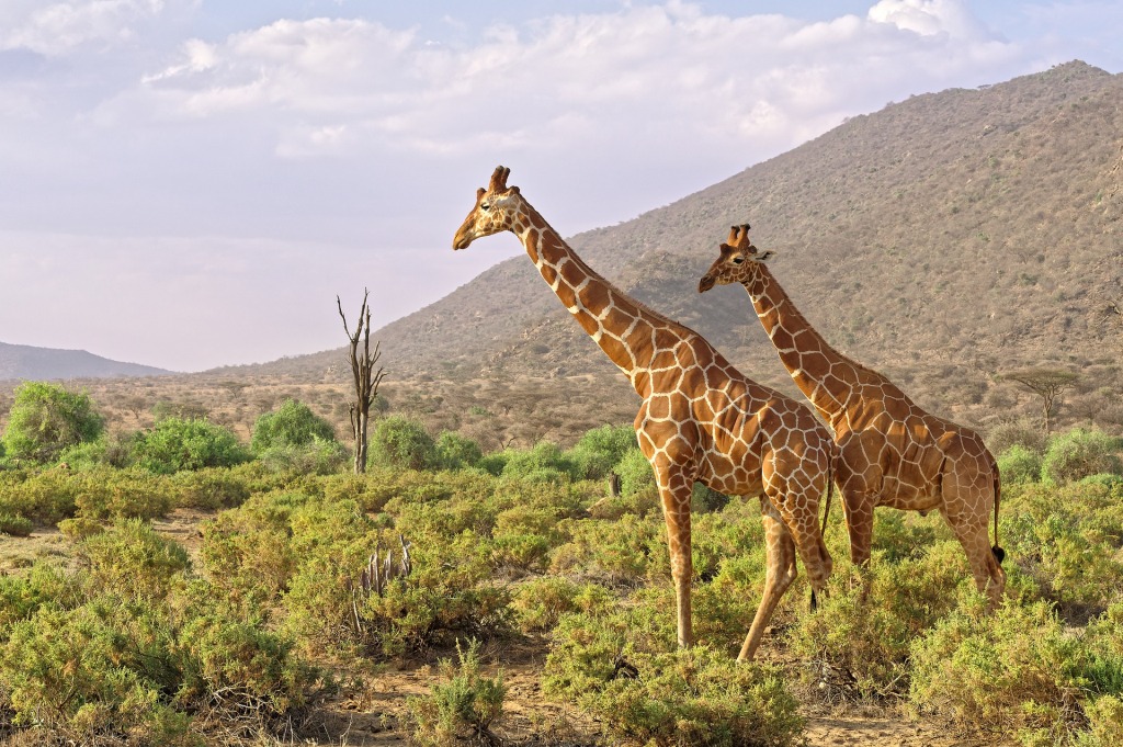 7 Days Wildlife Safari Kenya