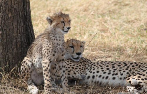 5 Days Tanzania Wildlife Safari