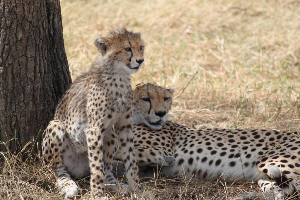 5 Days Tanzania Wildlife Safari