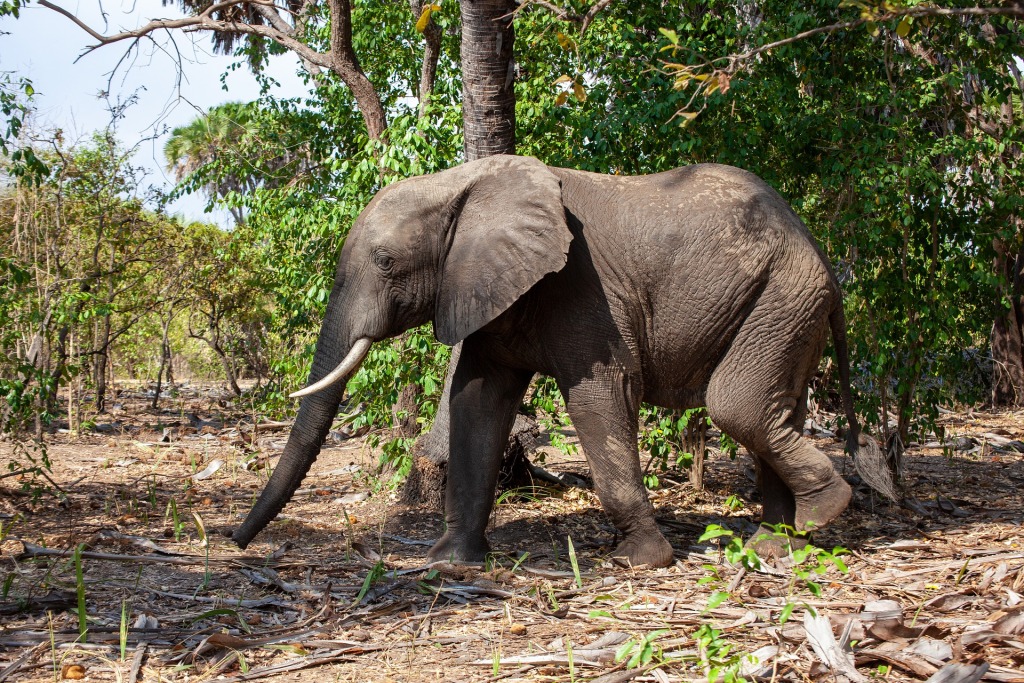 3 Days Ngorongoro Wildlife Safari