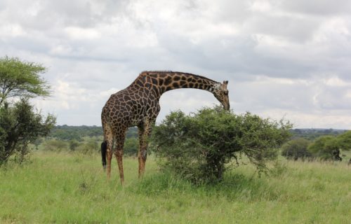 3 Days Serengeti Wildlife Safari