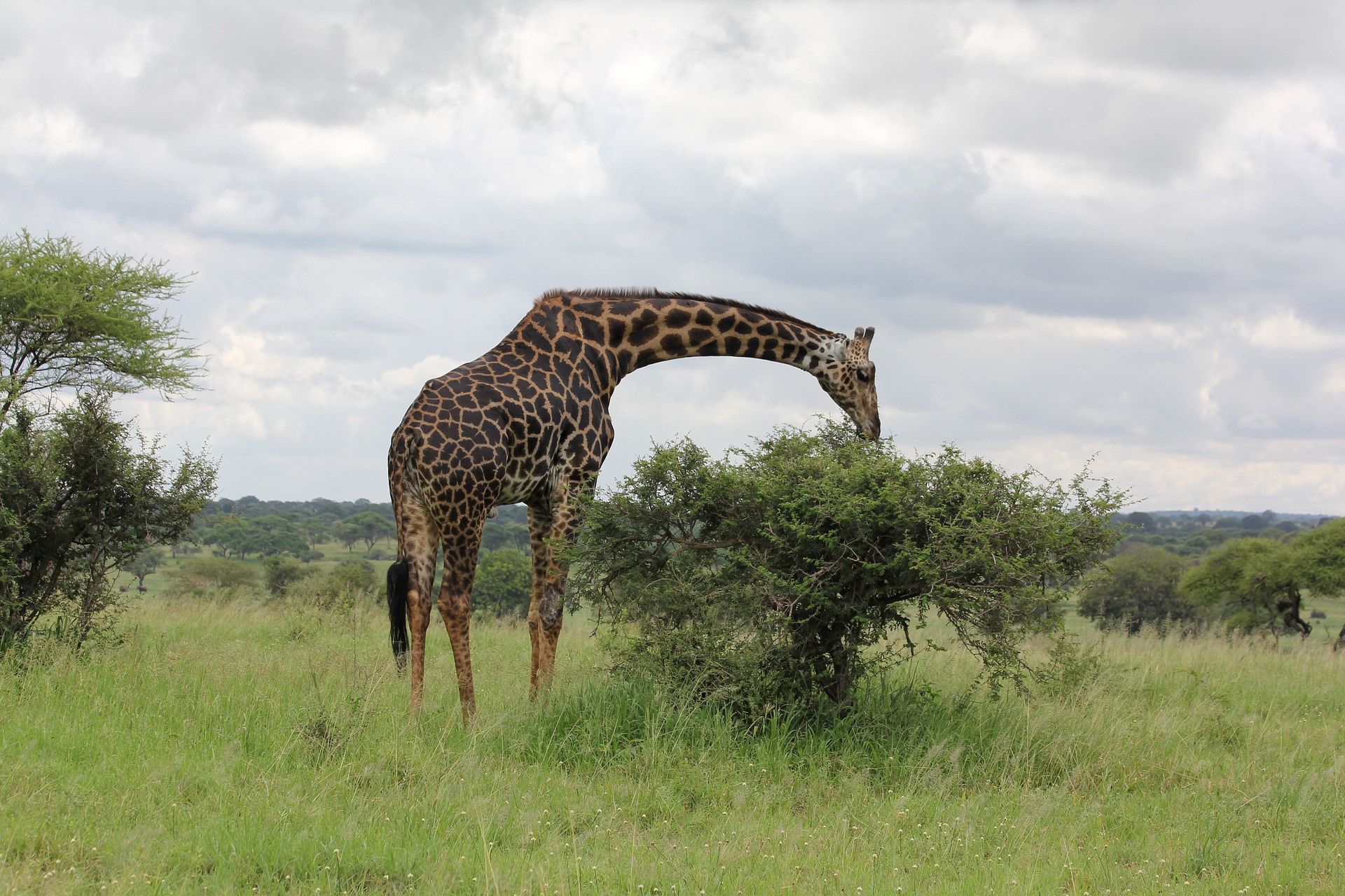 3 Days Serengeti Wildlife Safari